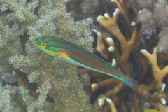 Stethojulis bandanensis