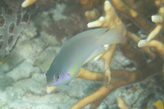 Pomacentrus amboinensis