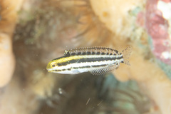 Petroscirtes breviceps