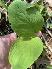 Mertensia virginica