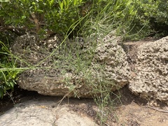 Ephedra foeminea