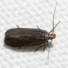 Dichomeris purpureofusca
