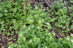 Alliaria petiolata