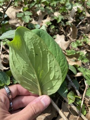 Mertensia virginica
