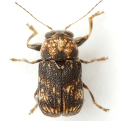 Pachybrachis impurus