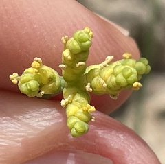 Ephedra foeminea