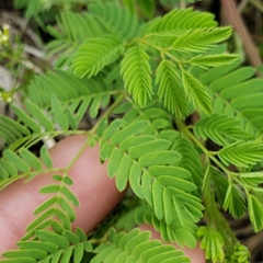 Desmanthus leptolobus