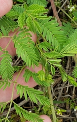 Desmanthus leptolobus