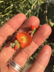 Sphaeralcea munroana