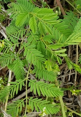 Desmanthus leptolobus