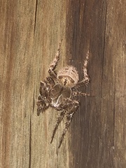 Pararaneus cyrtoscapus