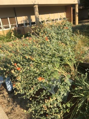 Sphaeralcea munroana