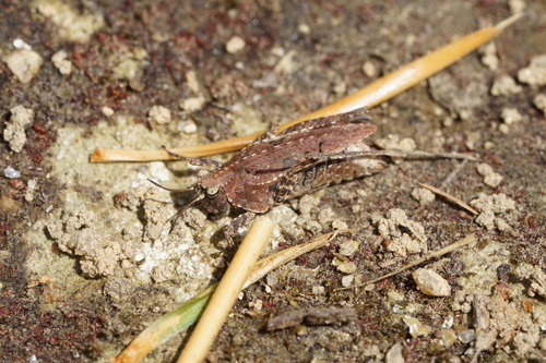 Crested Pygmy Grasshopper photo 4