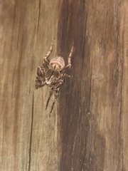 Pararaneus cyrtoscapus