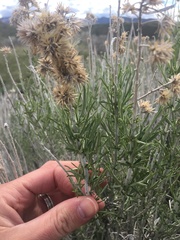 Ericameria nauseosa glabrata