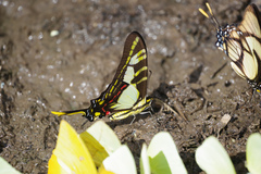 Neographium thyastes
