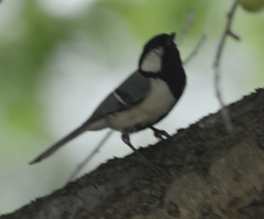 Parus minor