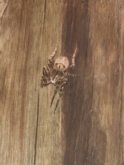 Pararaneus cyrtoscapus