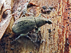 Sciaphobus squalidus