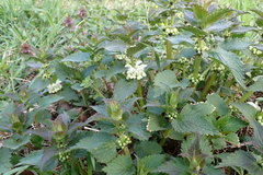 Lamium album