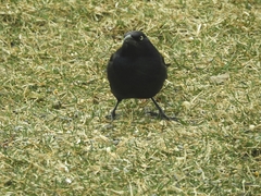 Euphagus