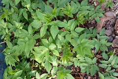 Aegopodium podagraria