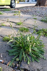 Capsella bursa-pastoris