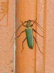 Chlorida costata