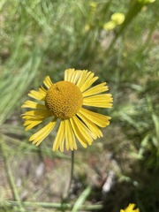 Helenium drummondii