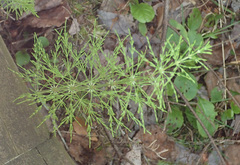 Equisetum sylvaticum