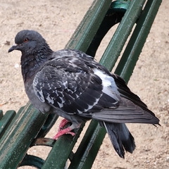 Columba livia domestica