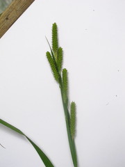 Carex shortiana