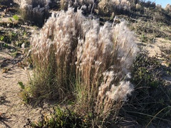 Andropogon arenarius