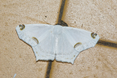 Sericoptera mahometaria