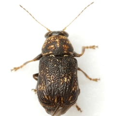 Pachybrachis impurus