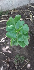 Kalanchoe carnea