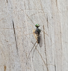 Dactylomyia lateralis