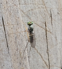 Dactylomyia lateralis