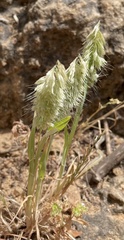 Lamarckia aurea