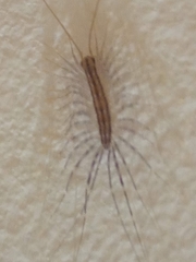 Scutigera coleoptrata