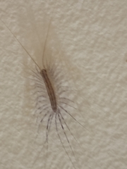 Scutigera coleoptrata