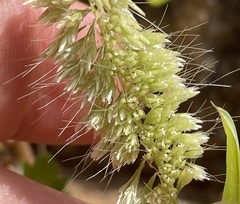 Lamarckia aurea