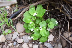 Viola macloskeyi