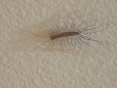 Scutigera coleoptrata