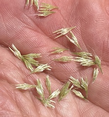 Lamarckia aurea