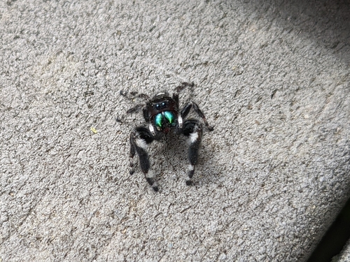 Bold Jumping Spider photographed in Maryland