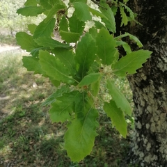Quercus ithaburensis