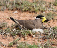 Vanellus malabaricus