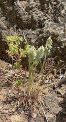 Lamarckia aurea