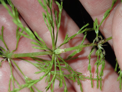 Equisetum sylvaticum